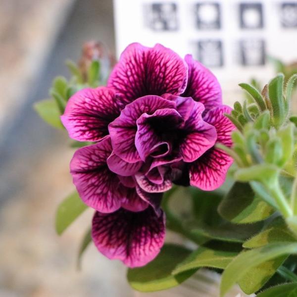 gp-yamacho_petunia111