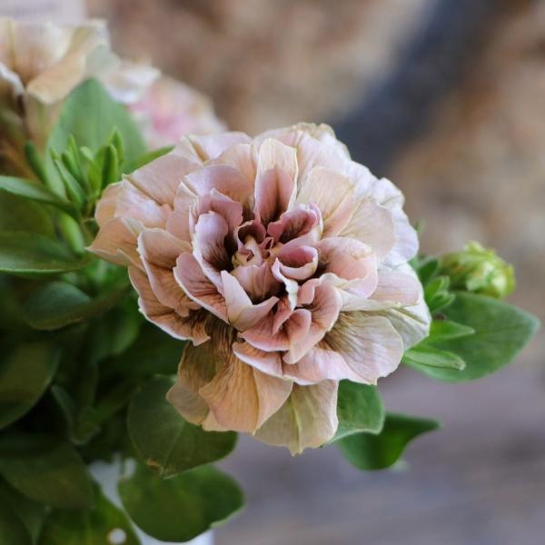 gp-yamacho_petunia113
