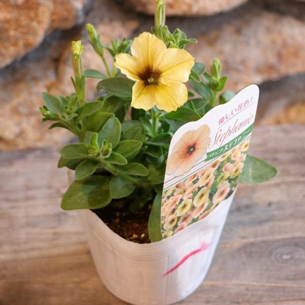 【ご購入検討中】寄せ植え花 現品限り 4/5値下げ 大人可愛い ペチュニア 大人可愛い！」春の寄せ植え※寄せ植えセット 鉢花 寄せ植え