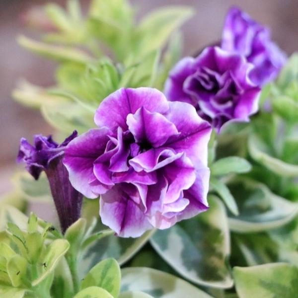 ペチュニア♡白妙♡万葉の美3.5号♡宅急便コンパクト 斑入り ペチュニア 万葉の美 白妙 3〜3.5号ポット苗 寄せ植え 鉢植え