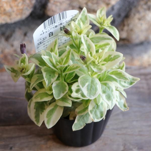 ペチュニア♡白妙♡万葉の美3.5号♡宅急便コンパクト 斑入り 半八重咲き ペチュニア 万葉の美シリーズ 白妙 3〜3.5号ポット