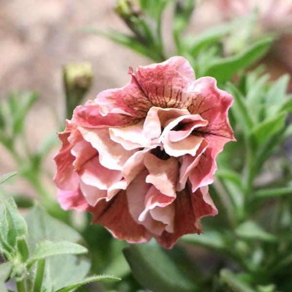 gp-yamacho_petunia59
