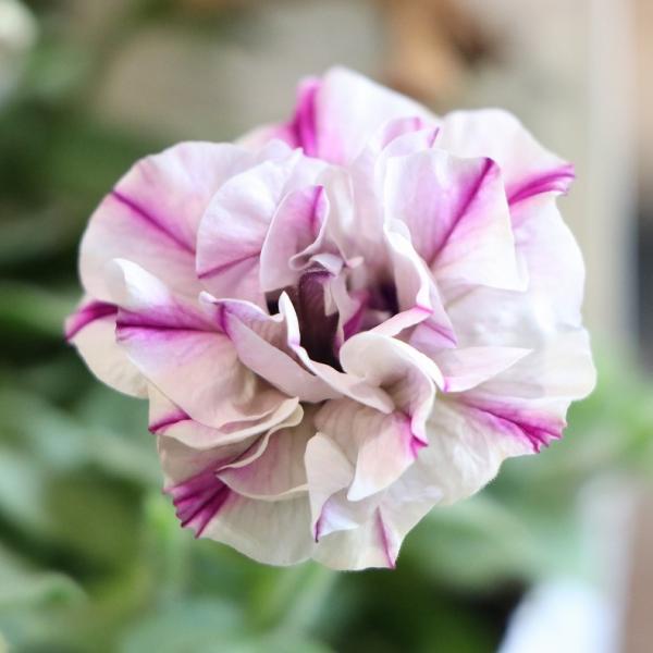 gp-yamacho_petunia72
