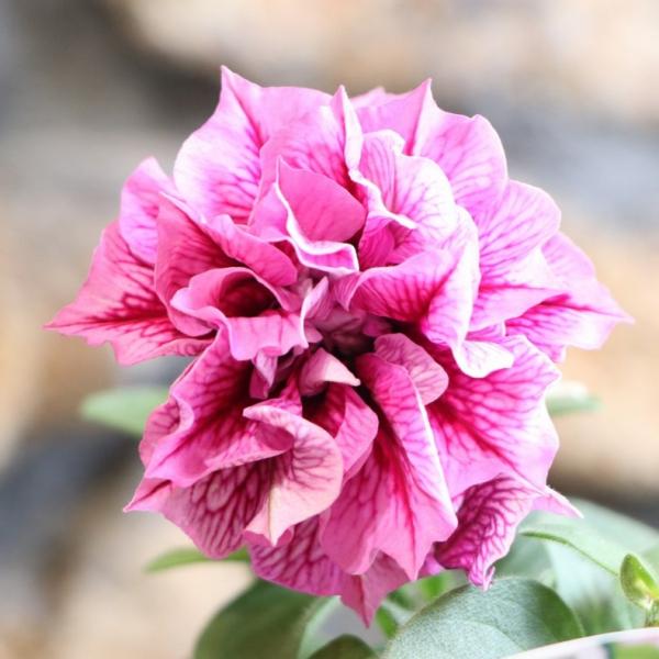 Johnny【希少・限定】栄養系八重咲ペチュニア　試作品タイガー5号鉢 gp-yamacho_petunia76