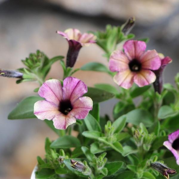 小輪 ペチュニア マルベリー 3.5号ポット苗 寄せ植え 鉢植え 花壇