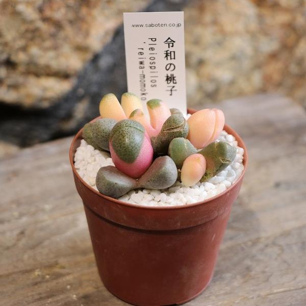 gp-yamacho_pleiospilos2