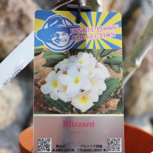 gp-yamacho_plumeria23