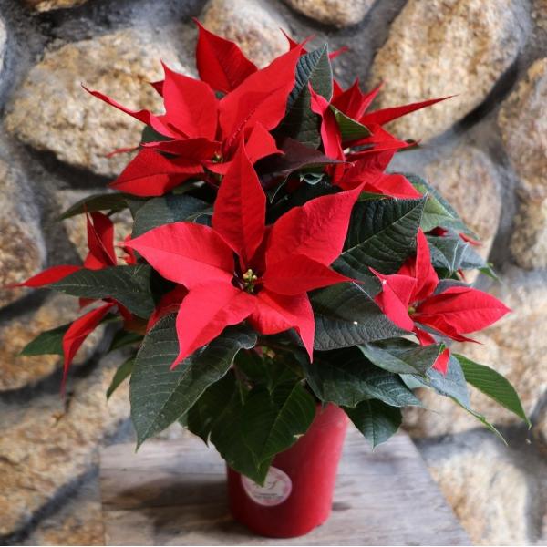 gp-yamacho_poinsettia4