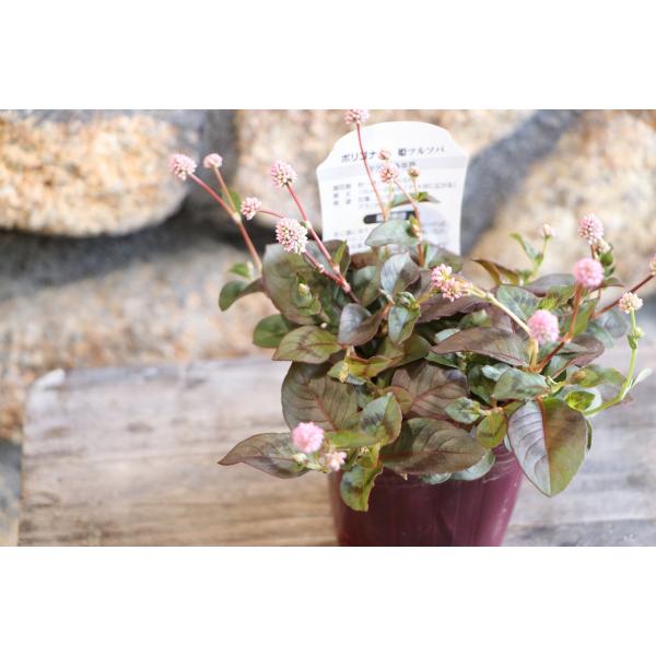 gp-yamacho_polygonum2