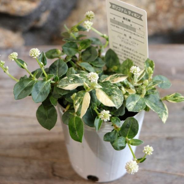 2.5〜3号ポット苗 ポリゴナム 白花　ヒメツルソバ　寄せ植え　地植えどんどん増える J⭐︎ポット発送⭐︎ポリゴナム ヒメツルソバ グランド 花壇 寄せ植え グランドカバー・下草