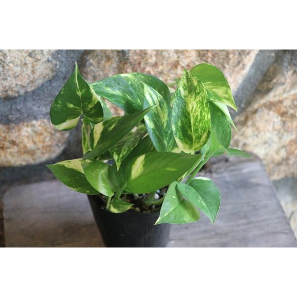 gp-yamacho_pothos