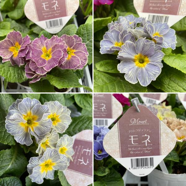 プリムラジュリアン モネ アンティークストライプミックス 3.5号ポット