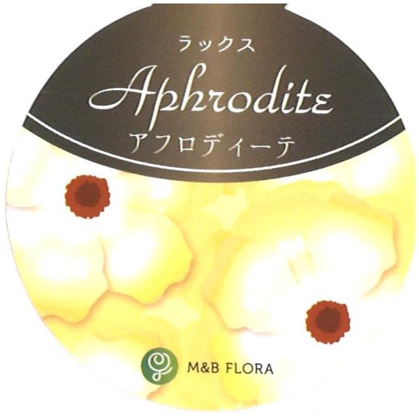 gp-yamacho_ranunculus30