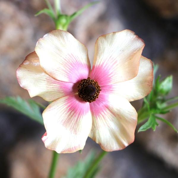 ラナンキュラス ランドセル サラセレネ エヴァンジェリン 3〜3.5号ポット苗「ラナンキュラス・ランドセル」は、大人気のラックスと同様に光沢のあるお花をたくさん咲かせ、夏越しができるラナンキュラスです♪今までのラナンキュラスとは違う光沢のあ...