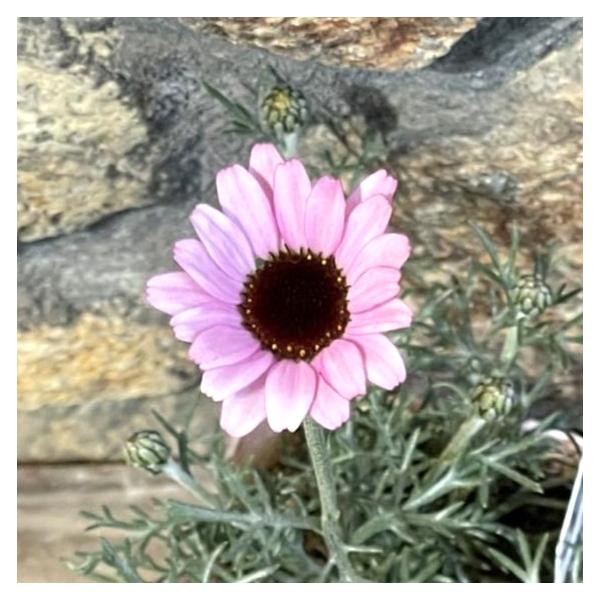 ローダンセマム リルピンク 3.5号ポット苗 寄せ植え 花壇マーガレットに似たかわいい花を咲かせます。細かいシルバーがかった葉っぱも素敵です。「リルピンク」は花色があせないという特徴を持った新品種です。ツボミも可愛らしく、寄せ植えにピッタリ...