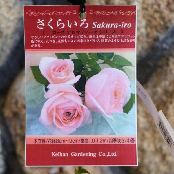 gp-yamacho_rose37