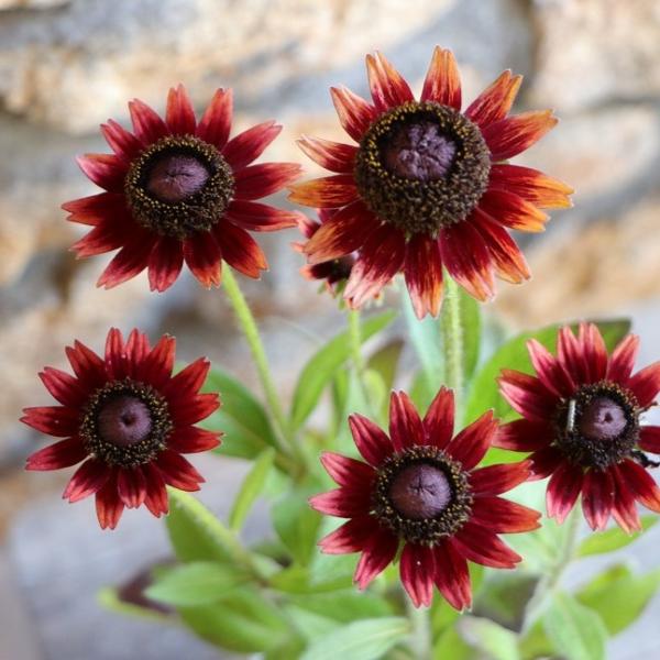 gp-yamacho_rudbeckia17
