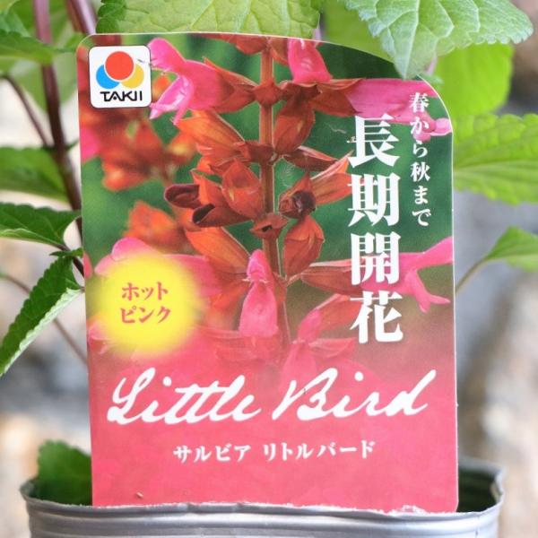 栄養系サルビアローマンレッドとリトルバードおしゃれな4寸鉢