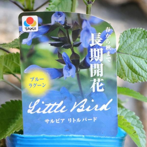 gp-yamacho_salvia30