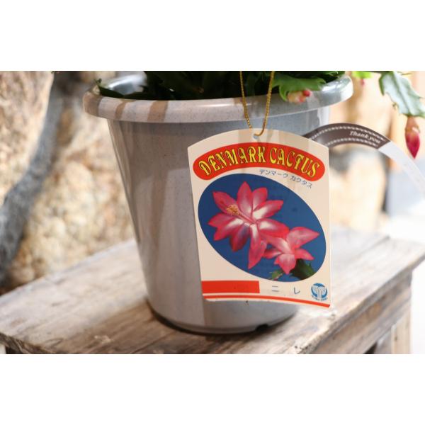 gp-yamacho_schlumbergera4