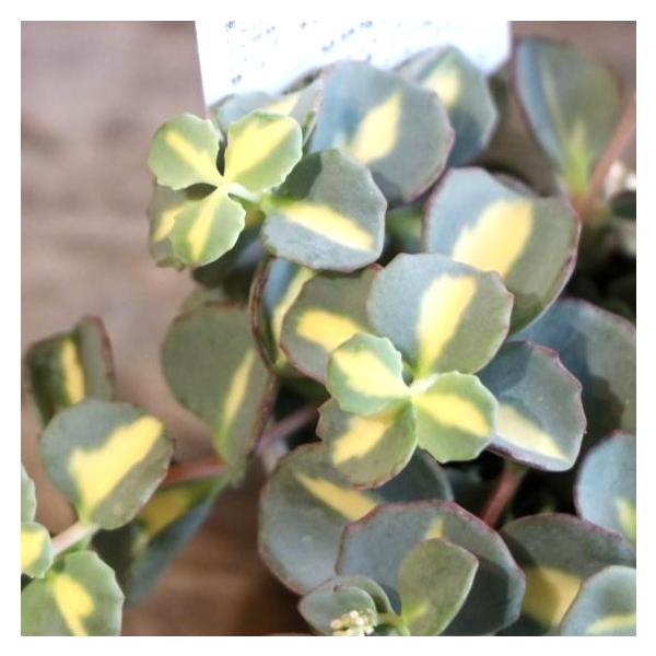 gp-yamacho_sedum2