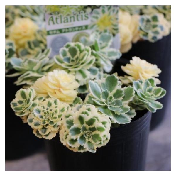 多肉植物 セダム アトランティス 2.5号ロングポット苗2020年より販売開始となった新品種のセダムです。2019年イギリスのチェルシーフラワーショーでプラントオブザイヤー受賞、2019年オランダのプランタリウムで銀賞を受賞した品種です！は...