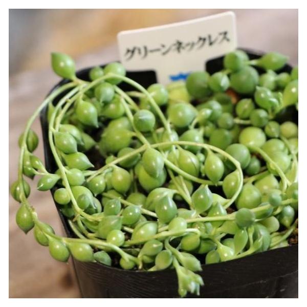 多肉植物 グリーンネックレス 3号ポット苗別名をミドリノスズといい、ネックレスの様に垂れ下がるまんまるグリーンの玉が、とても可愛い植物です。インテリアグリーンとして根強い人気があります。丈夫で育てやすく関東以南では戸外での管理も可能です。ま...