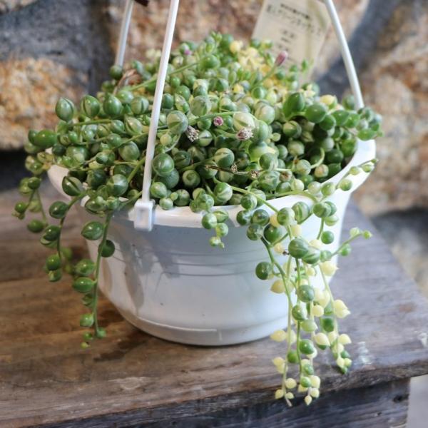 多肉植物 斑入り グリーンネックレス 5号吊り鉢 大株 観葉植物 お洒落