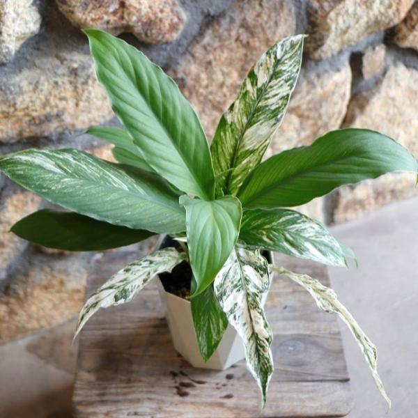 gp-yamacho_spathiphyllum6
