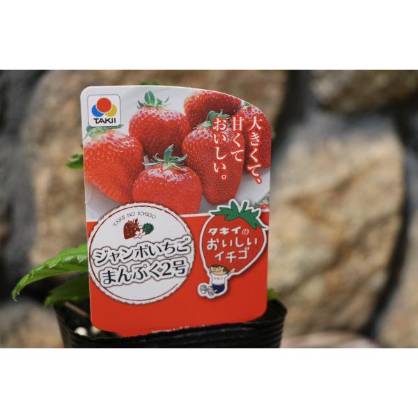 gp-yamacho_strawberry11