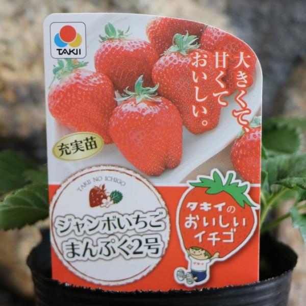 いちごまん いちご | 株式会社ファーマインド