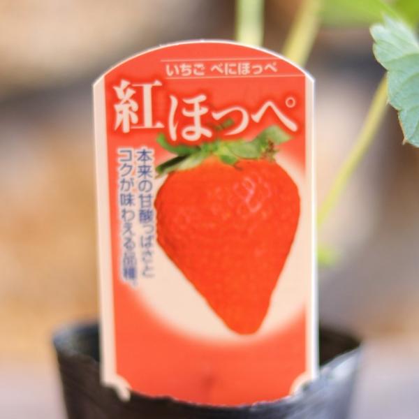 イチゴ苗 紅ほっぺ 3〜3.5号ポット苗 一季なり イチゴ 紅ホッペ 寄せ植え 花壇 鉢植え お洒落 可愛い おいしい 甘い 春の花 花 野菜 果物 苗 初心者「紅ほっぺ」は、「あきひめ」と「さちのか」の交配により静岡県で生まれた品種です。...