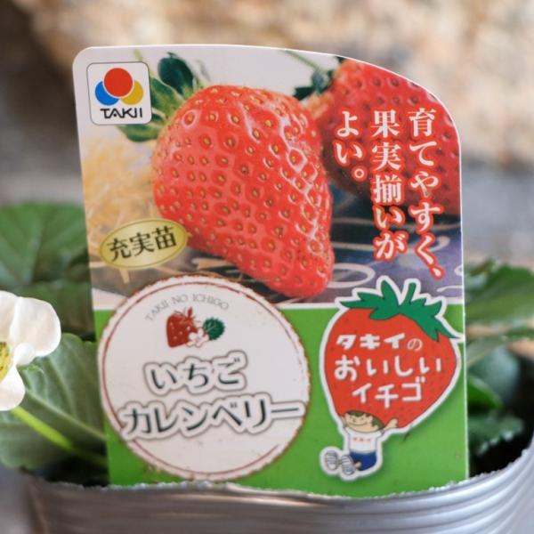 タキイ イチゴ苗 カレンベリー 4号ポット苗 一季なり イチゴ 寄せ植え
