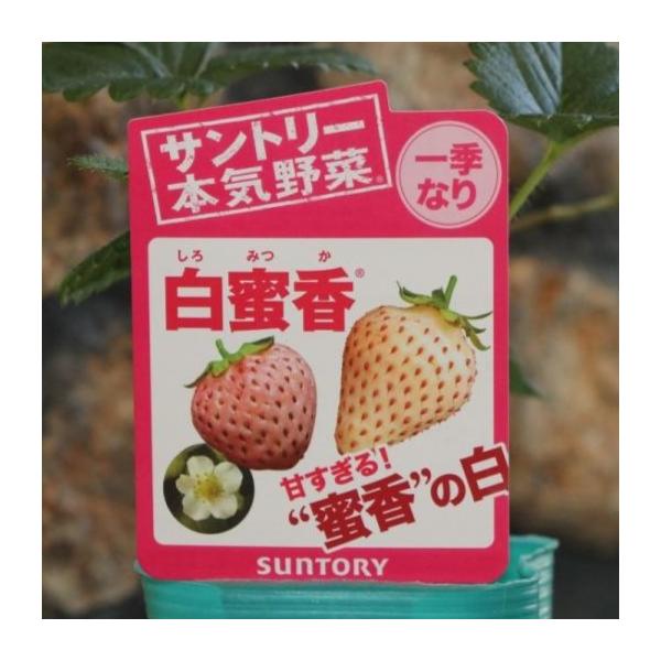 サントリー イチゴ苗 白蜜香 3号ポット苗一季なり白蜜香は、甘い南国果実の香りの品種です。まるでパインのような強い芳香で、香りもおいしい白イチゴです。※生き物につき、状態は日々変化します。3号（直径9cm）ビニールポット植えです。※写真はイ...