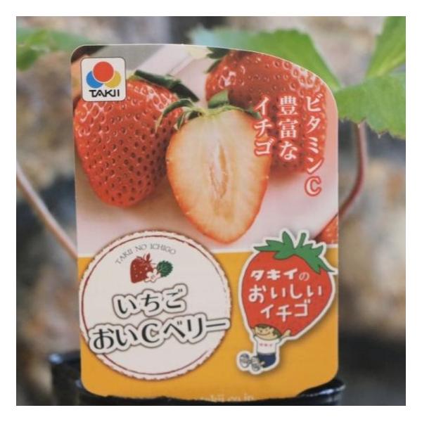 いちご苗ビックハニー３寸70個セット　専用出品！ いちご苗ビックハニー3寸70個セット 専用出品！ 果菜