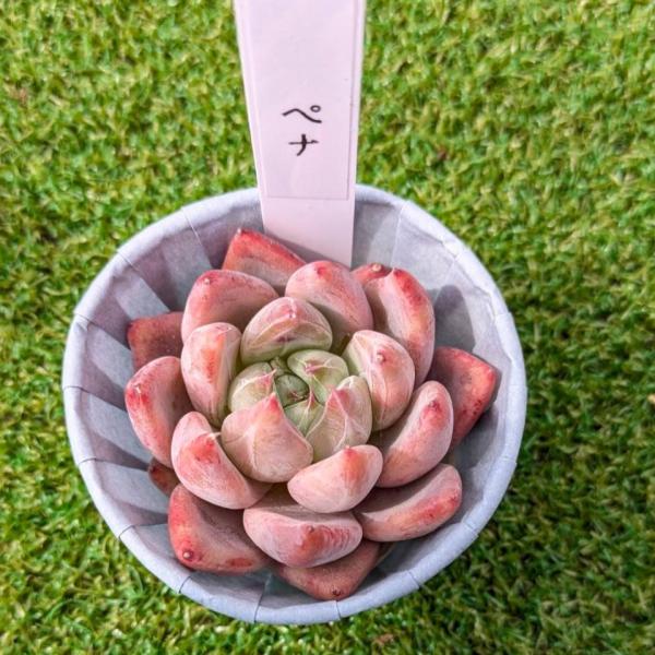 エケベリア　韓国苗　大苗　マケベニア錦　多肉植物　ポコ多肉 多肉植物 エケベリア マッコス錦 2.5寸苗 J1005 - ハニーミント本店