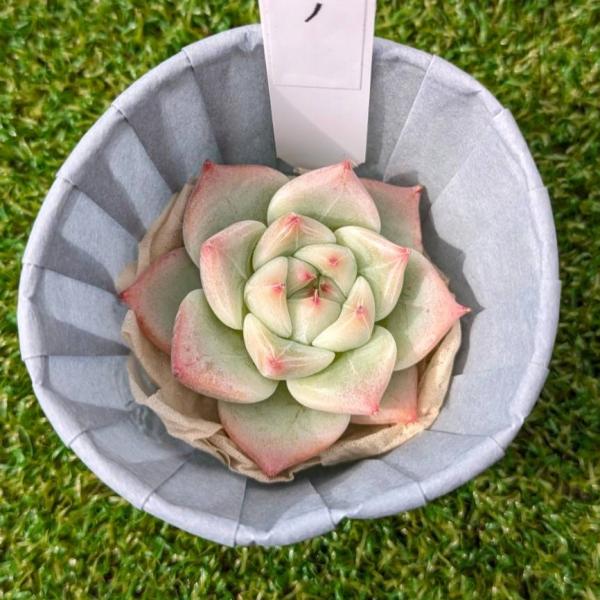 多肉植物 Echeveria Shakino エケベリア シャキノ 韓国苗 POPPIN