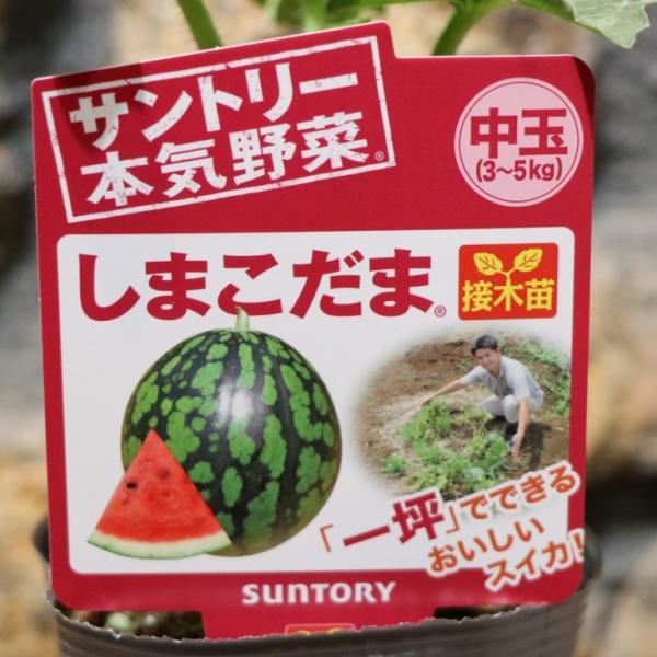 サントリー スイカ苗 中玉 しまこだま 接木苗 3.5号ポット苗