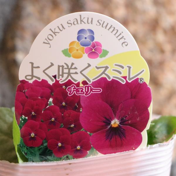 よく咲くスミレ チェリー 3.5号ポット苗 パンジー ビオラ サカタのタネ 寄せ植え 鉢植え 花壇 お洒落 おしゃれ 可愛い かわいい 可憐 春の花 冬の花 花 苗 初心者パンジーの華やかさとビオラの強さ・多花性を併せ持った中小輪系「よく咲...