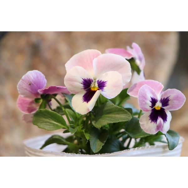 よく咲くスミレ ラズベリー 3.5号ポット苗 パンジー ビオラ サカタのタネ 寄せ植え 花壇パンジーの華やかさとビオラの強さ・多花性を併せ持った中小輪系「よく咲くスミレ」です。秋〜春まで長く楽しめ、花壇や寄せ植えを彩ってくれます♪チューリッ...