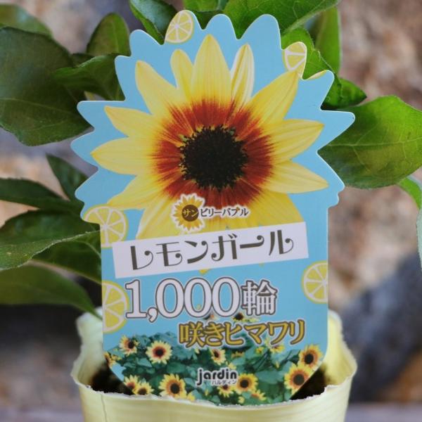 ハルディン ヒマワリ サンビリーバブル レモンガール 3号ポット苗 Jardin 寄せ植え 花壇 鉢植え お洒落 おしゃれ 可愛い 夏の花 秋の花 花 苗 初心者