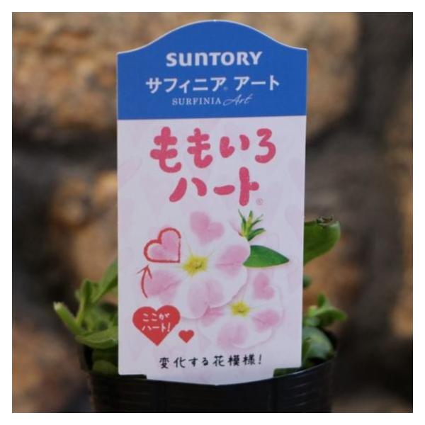 サフィニア ももいろハート 苗3800円 園芸ネット本店｜ペチュニア