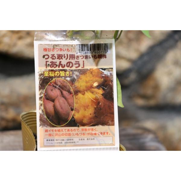 サツマイモ苗 つる取り用親株 あんのう 3.5号ポット苗 安納芋