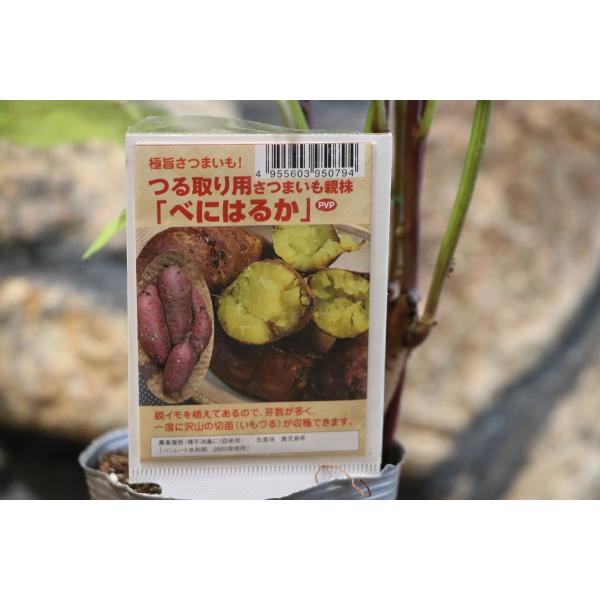紅はるか苗500本　7500円　直接取引限定　さつまいも苗　べにはるか苗 予約商品】【紅はるか500本】【2026年令和8年度分】サツマイモ苗 紅