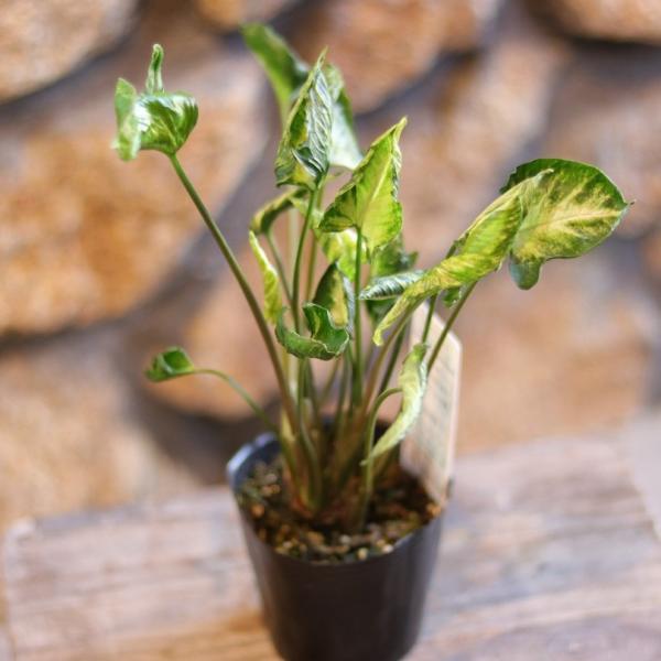 斑入り　シンゴニウム　苗　観葉植物 gp-yamacho_syngonium3