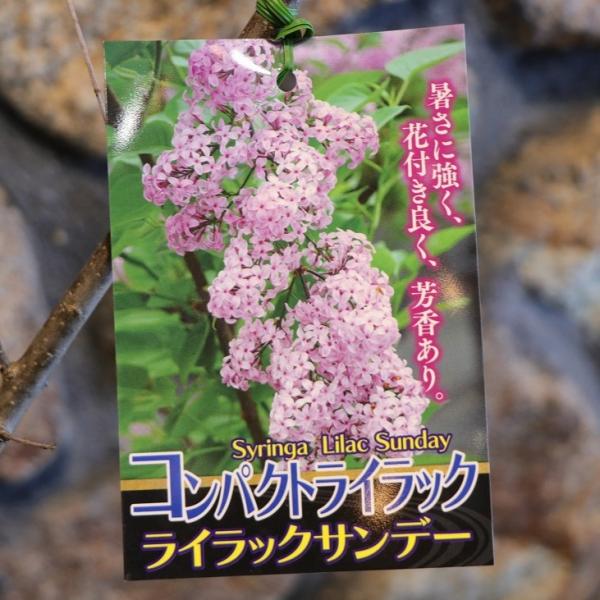 gp-yamacho_syringavulgaris7
