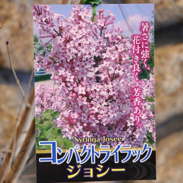 gp-yamacho_syringavulgaris8