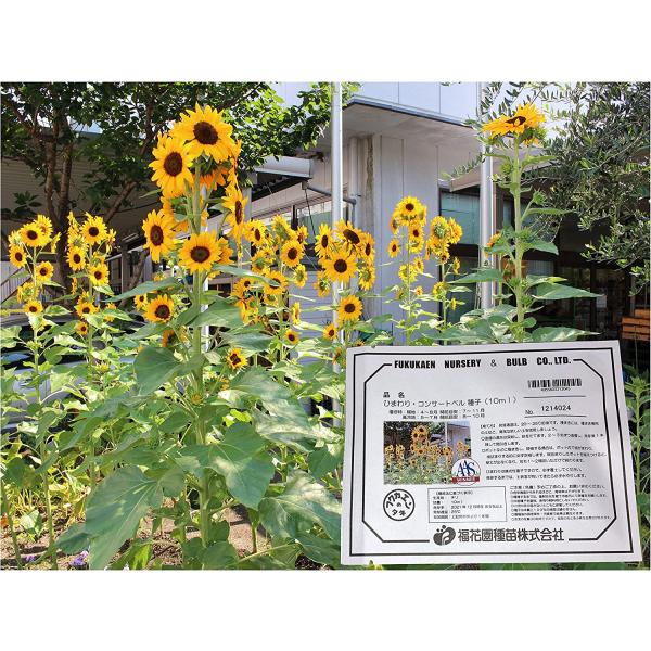 福花園種苗 ひまわり コンサートベル 種子10ml詰 ヒマワリ 向日葵 福