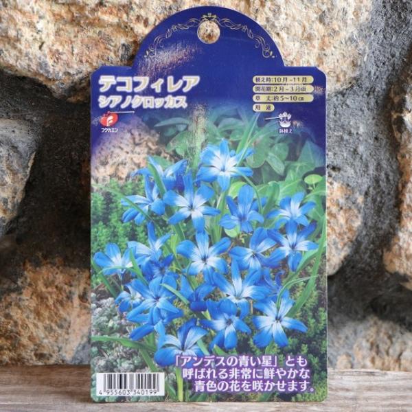 球根】 テコフィレア シアノクロッカス 2球入 寄せ植え 花壇 鉢植え
