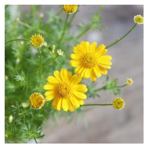 gp-yamacho_thymophylla1